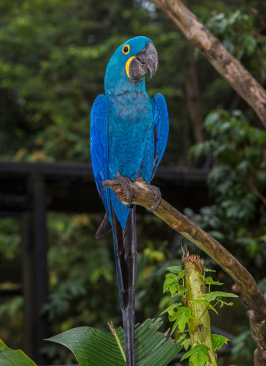 Arara-azul-grande