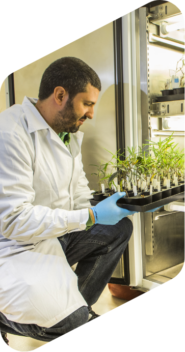 Pesquisador, com jaleco branco e luvas azuis, agachado segurando uma plataforma com plantas verdes. À sua frente, há um armário transparente com diversos utensílios e outras plantas.