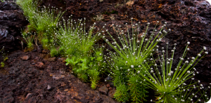 Fotografia da terra e uma plantação de folhas verdes com pontas brancas.