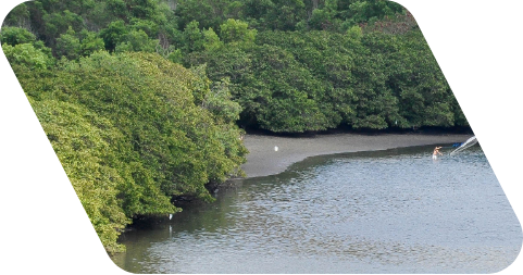 Fotografia da baía de São Marcos, rodeada de árvores. Ao fundo, há um homem lançando uma rede de pesca à baía.