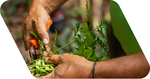 Fotografia de duas mãos segurando folhas verdes e uma tesoura.