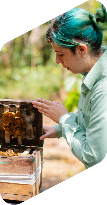 Mulher, de cabelos lisos e presos de cor azul, manipulando uma colmeia americana (em partes numa caixa de madeira). Ela usa camisa de mangas compridas de cor verde claro e está em um ambiente externo com vegetação ao fundo.