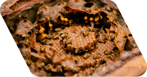 Fotografia de favo de mel com diversas abelhas em cima dele.