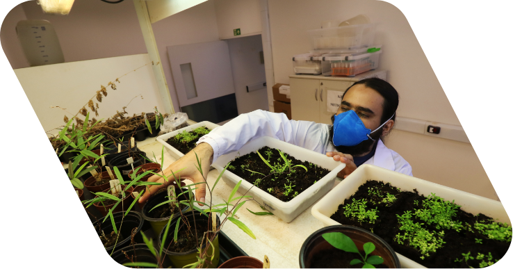 Homem, de máscara e jaleco, ajeitando um vaso de plantas em um balcão, onde há diversos deles. Ele está em um laboratório.
