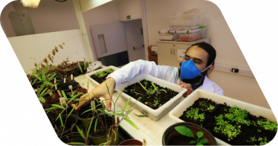 Homem, de máscara e jaleco, ajeitando um vaso de plantas em um balcão, onde há diversos deles. Ele está em um laboratório.