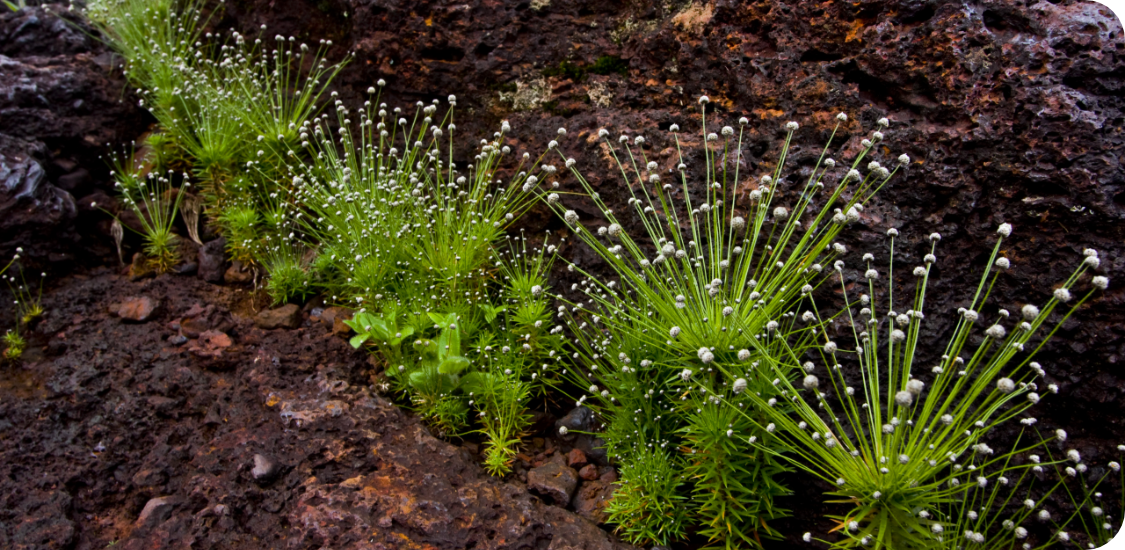 Fotografia da terra e uma plantação de folhas verdes com pontas brancas.