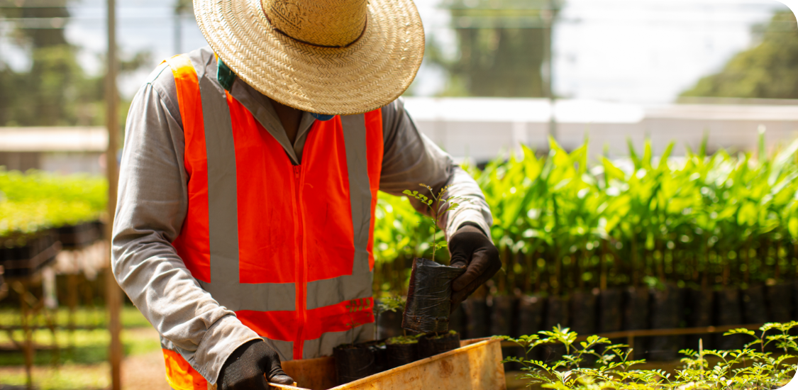 Pessoa com cabeça abaixada e chapéu, que cobre seu rosto, segurando uma muda de planta. Ela está em uma estufa com diversas mudas e usa camisa de mangas compridas, colete e luvas.