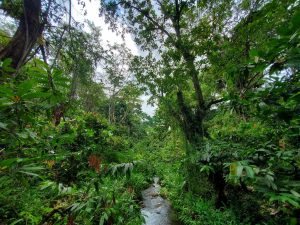 Floresta agroflorestal de Cacau na Bahia